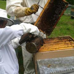 Habitación doble Castaña